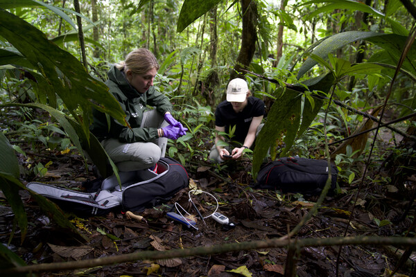 Basecamp Research field scientists collect samples during an expedition to Costa Rica on July 29, 2023. Basecamp Research is building the largest and most diverse foundational database, purpose-built for artificial intelligence models. Lab tests confirm Basecamp Research's more diverse database supercharges AI models like ZymCTRL to generate sequences that are richer and more robust for industrial use. (Photo courtesy of Basecamp Research) Basecamp Research field scientists collect samples during an expedition to Costa Rica on July 29, 2023. Basecamp Research is building the largest and most diverse foundational database, purpose-built for artificial intelligence models. Lab tests confirm Basecamp Research's more diverse database supercharges AI models like ZymCTRL to generate sequences that are richer and more robust for industrial use. (Photo courtesy of Basecamp Research)